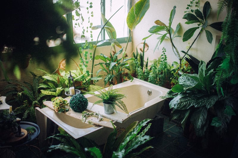 Indoor Plant Care
