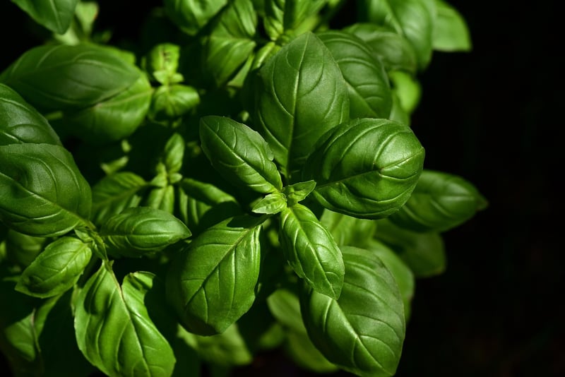 Hanging Herb Garden